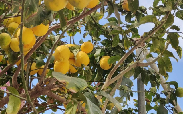 Palm garden paradise