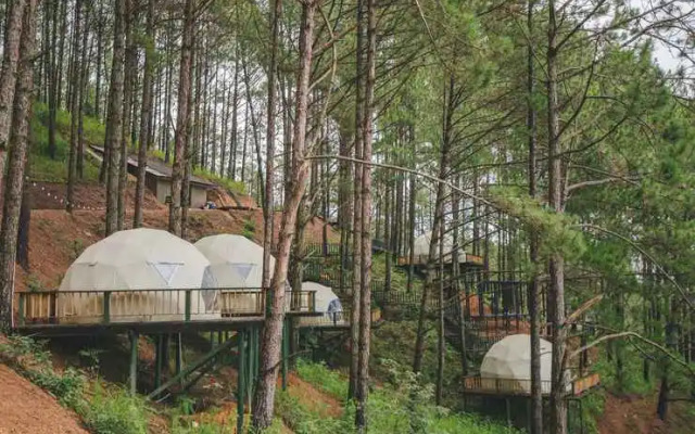 Lavender Glamping and Resorts Dalat