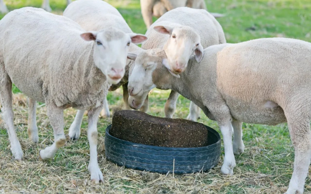 Schoemanshoek Glamping & Self Catering