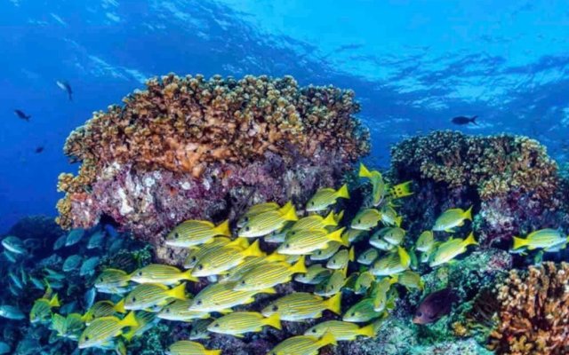 Great Reef House - Casa Gran Arrecife