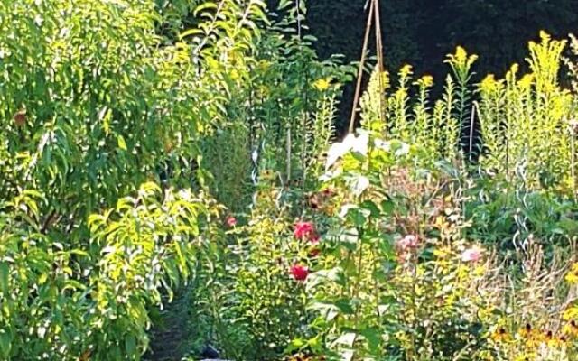 Au jardin de la Maison des Soeurs