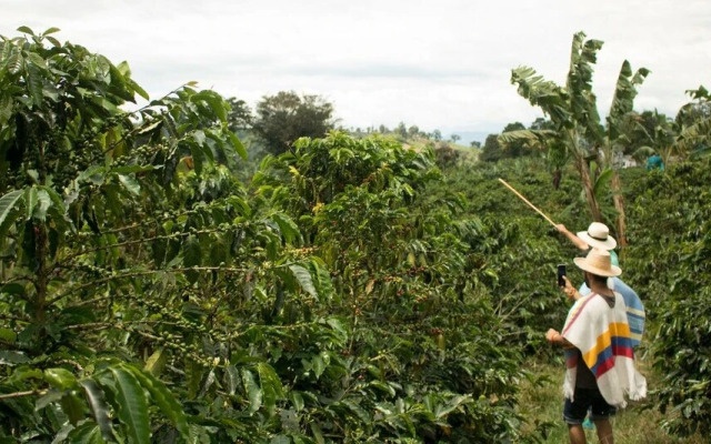 Buriti EcoH