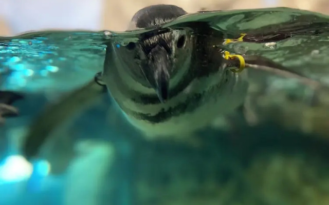 Rosa Homes - The Red