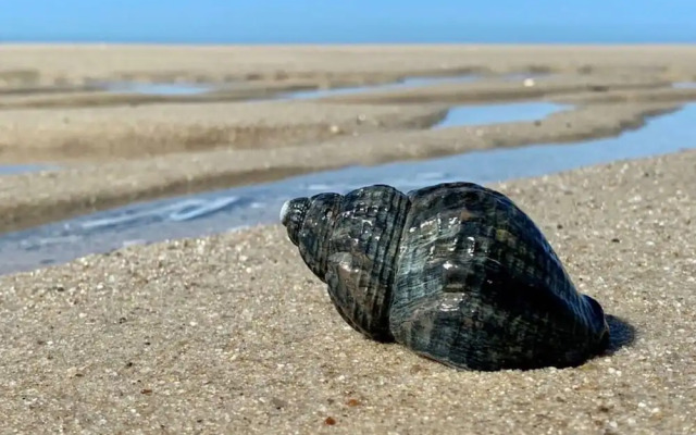 Schatz Comfortable Holiday Residence