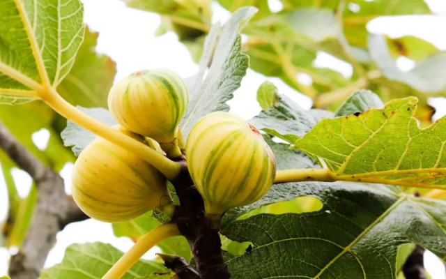 I Giardini Di Pomona