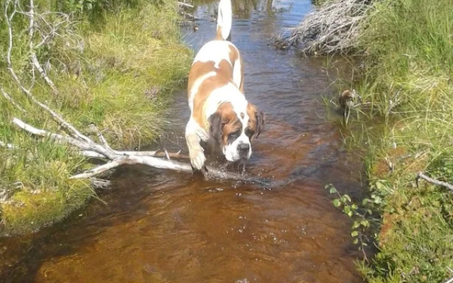 Telemark Inn - Hytte