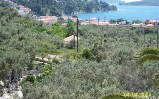 Olive Grove