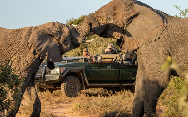 HillsNek Safari Camp - Amakhala Game Reserve
