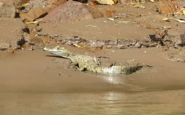 Yacumama Tambopata Expeditions