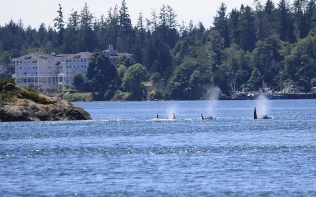 Seagull Studio Vacation Guest Suite