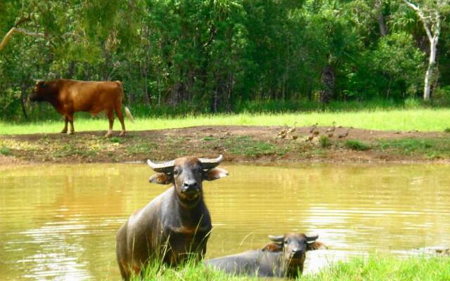 Berry Creek Bush Retreat
