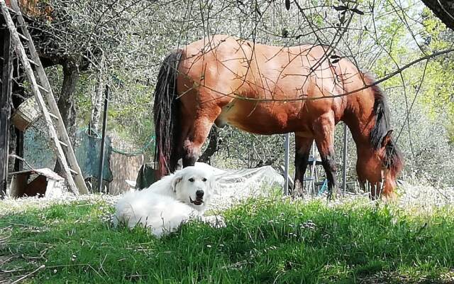Hillock Of Goats Vacation Home On The Farm