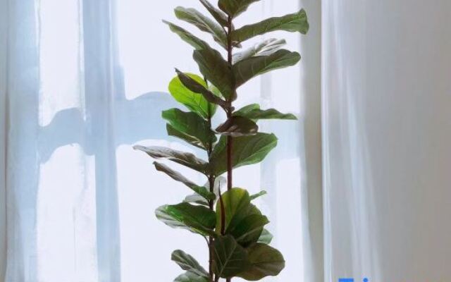 Shanghai Xiangyun Fashion Hotel