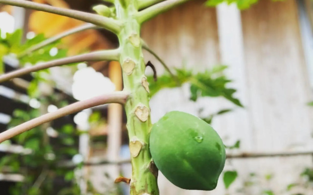 Yagaji Ansanburu - Vacation STAY 43786v