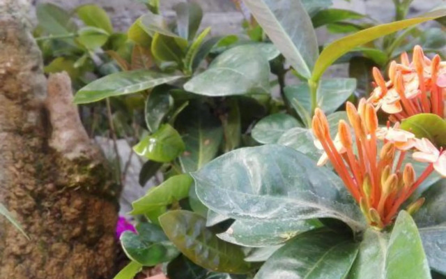 Fengguan Mountain Meilu Village Inn (Yangshuo Yulong River Scenic Area)