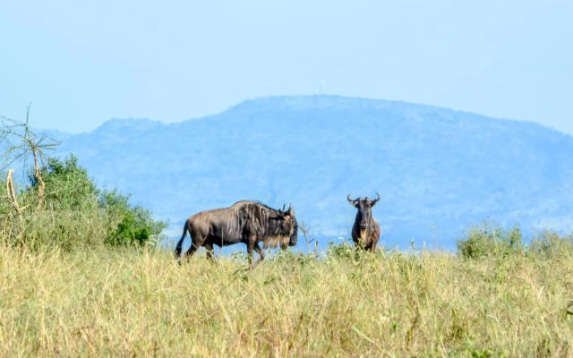 Zebra-Kemang'ore Bush Tented Lodge