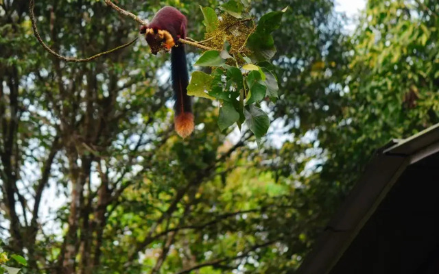 Wayanad Wild Rainforest lodge by CGH Earth