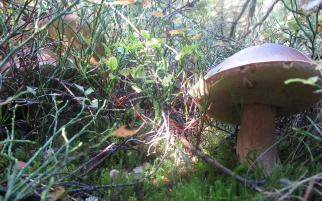 Domek drewniany w górach