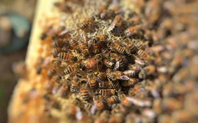 The Hive Guest House
