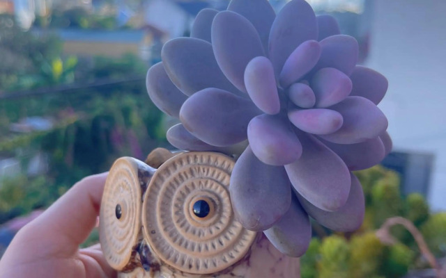 Selena Dalat Homestay