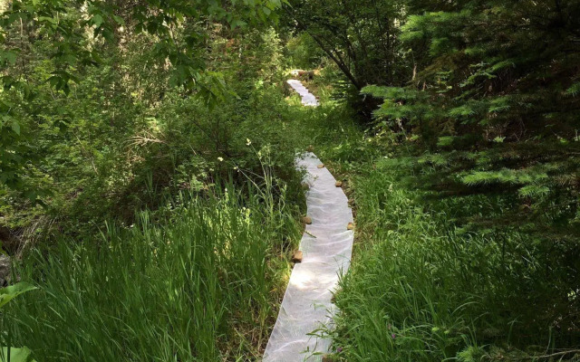 Treehouse by the Stream