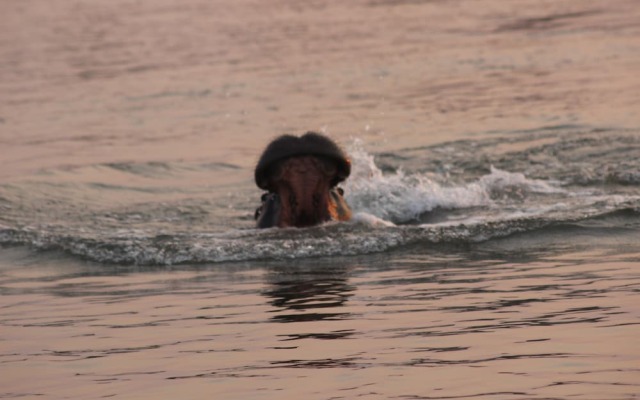 Ndhovu Safari Lodge - Campground