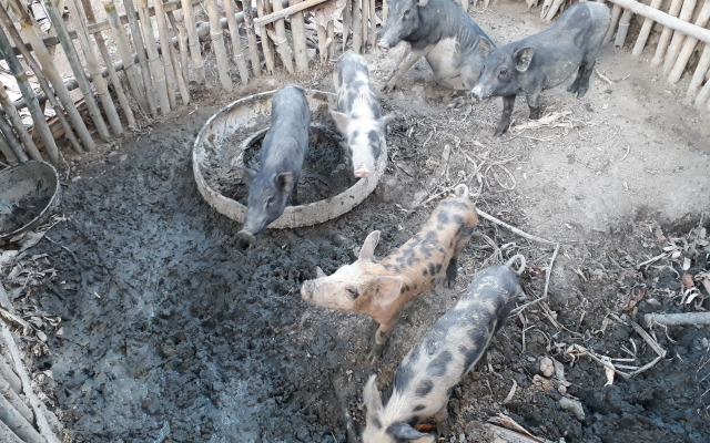 Singalong Nature Camphill Site
