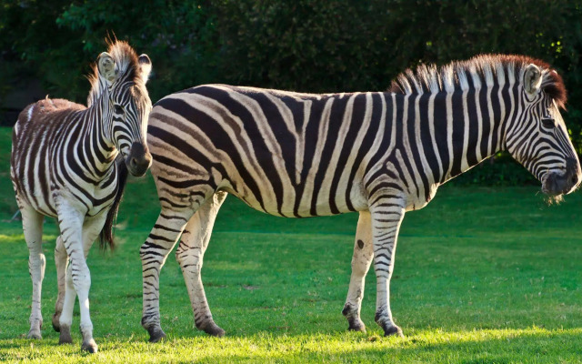 Zulu Nyala Country Manor