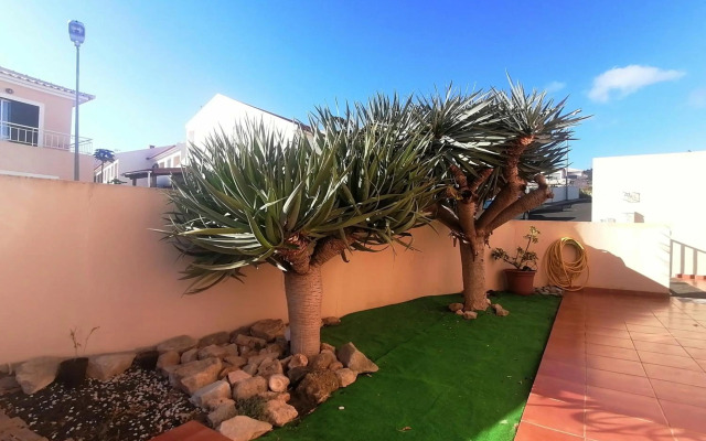 O DRAGOEIRO da Madalena!