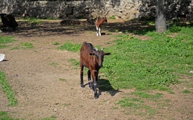 SA Parellada - Premium