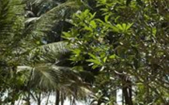 Palm Paradise Cabanas & Villas Beach Resort Tangalle