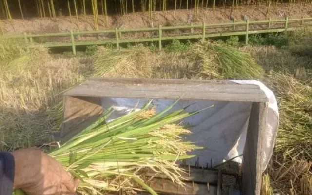 Tonglu She Township Bamboo House