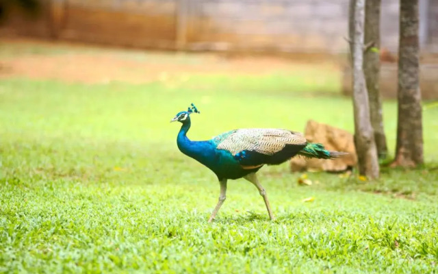 mastodon valley safari resort