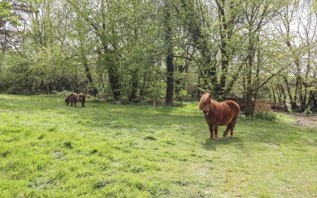 Burr 1 Shepherds Hut