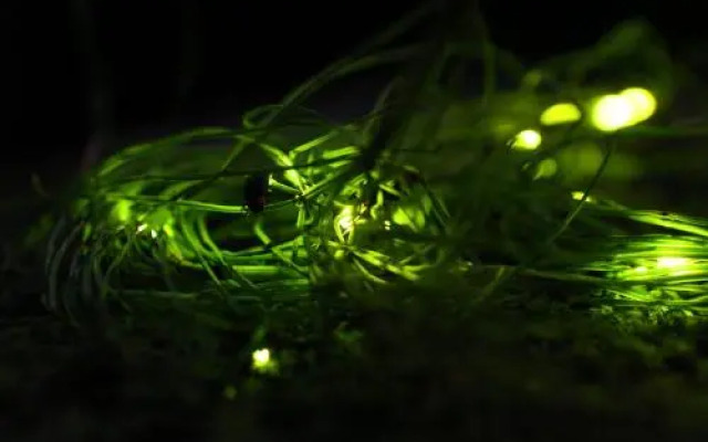 Ryokan Momijiya Annex