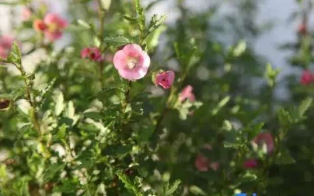 Xingyi Huazhidao Courtyard