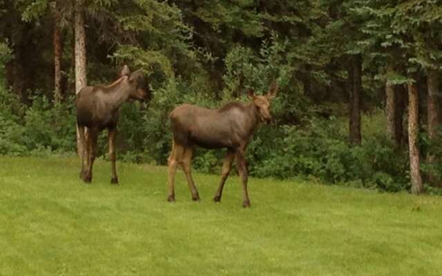 Denali Primrose B&B