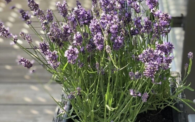 Schaumburger Suite zu Karlsplatz