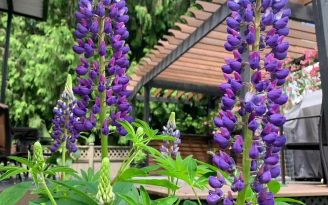 Spacious Burnaby Guest Home