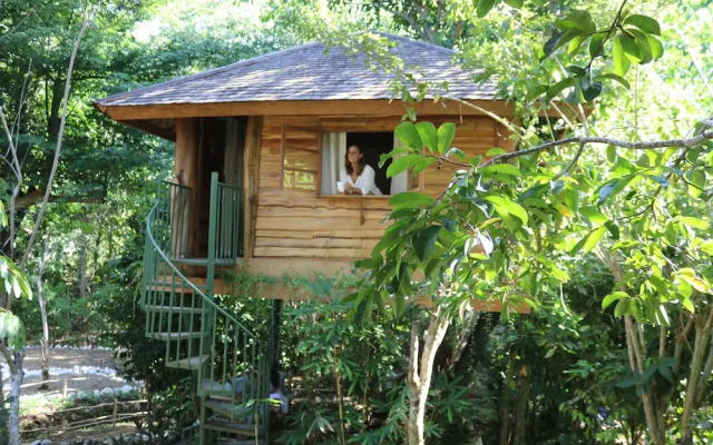 Roots Tree House