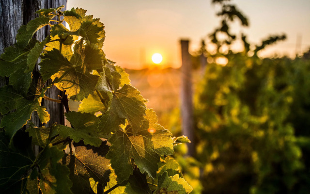 VANDENBELD Wines B&B