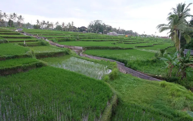 Green fields Luxury Villas