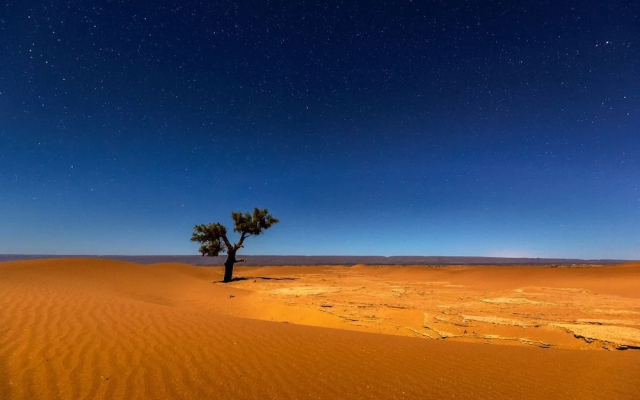 Camp Sahara Nights