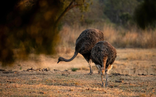 Zebras Crossing Lodge