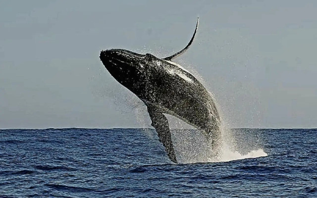 Luxury Apartment 23 @ Seahorse with 180° seaview