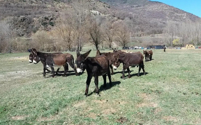 Apartaments Morelló