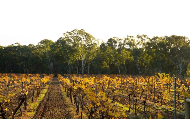 Byronsvale Vineyard and Accommodation