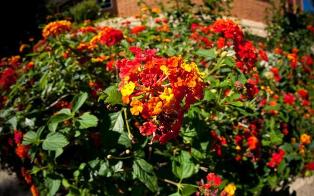 Lantana Garden