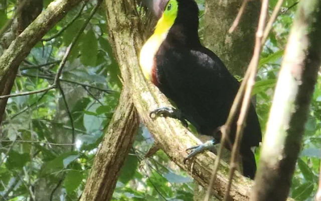 Ventanas en Corcovado