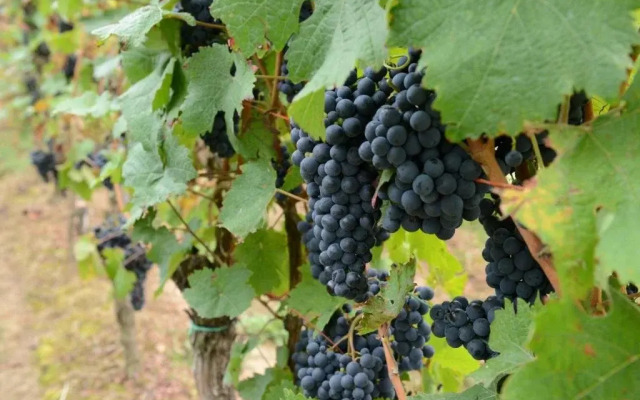 Weingut Erich Serwazi